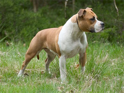 Thyra